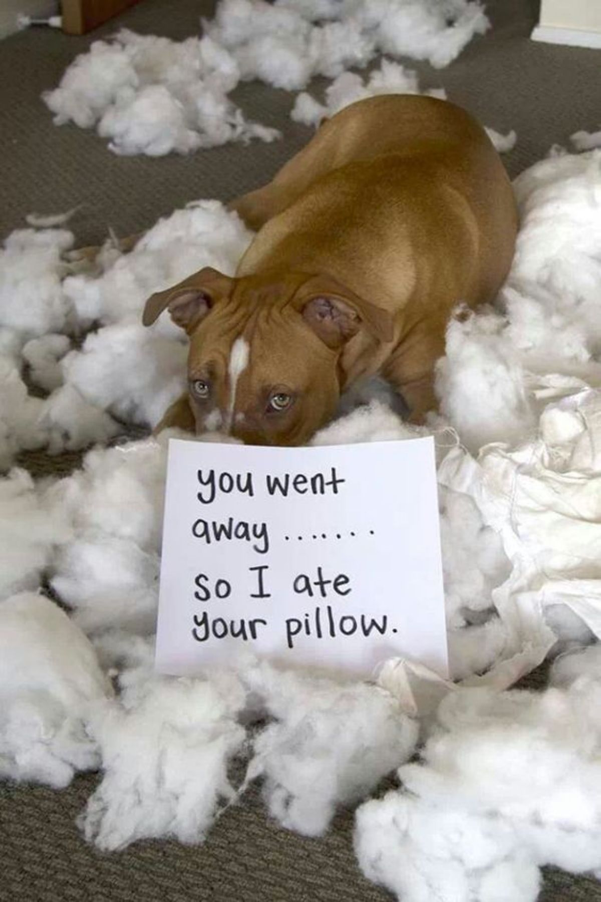 brown and white pitbull surrounded by stuffing with a sign saying it ate the pillow because the human left it behind
