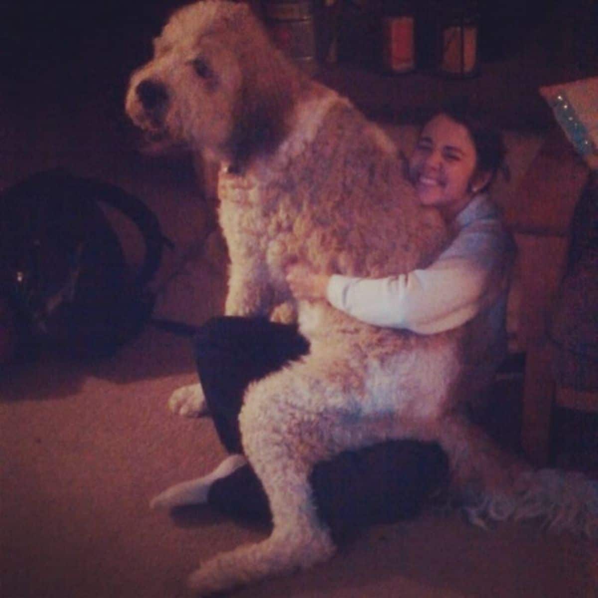 brown and white poodle sitting on a woman's lap