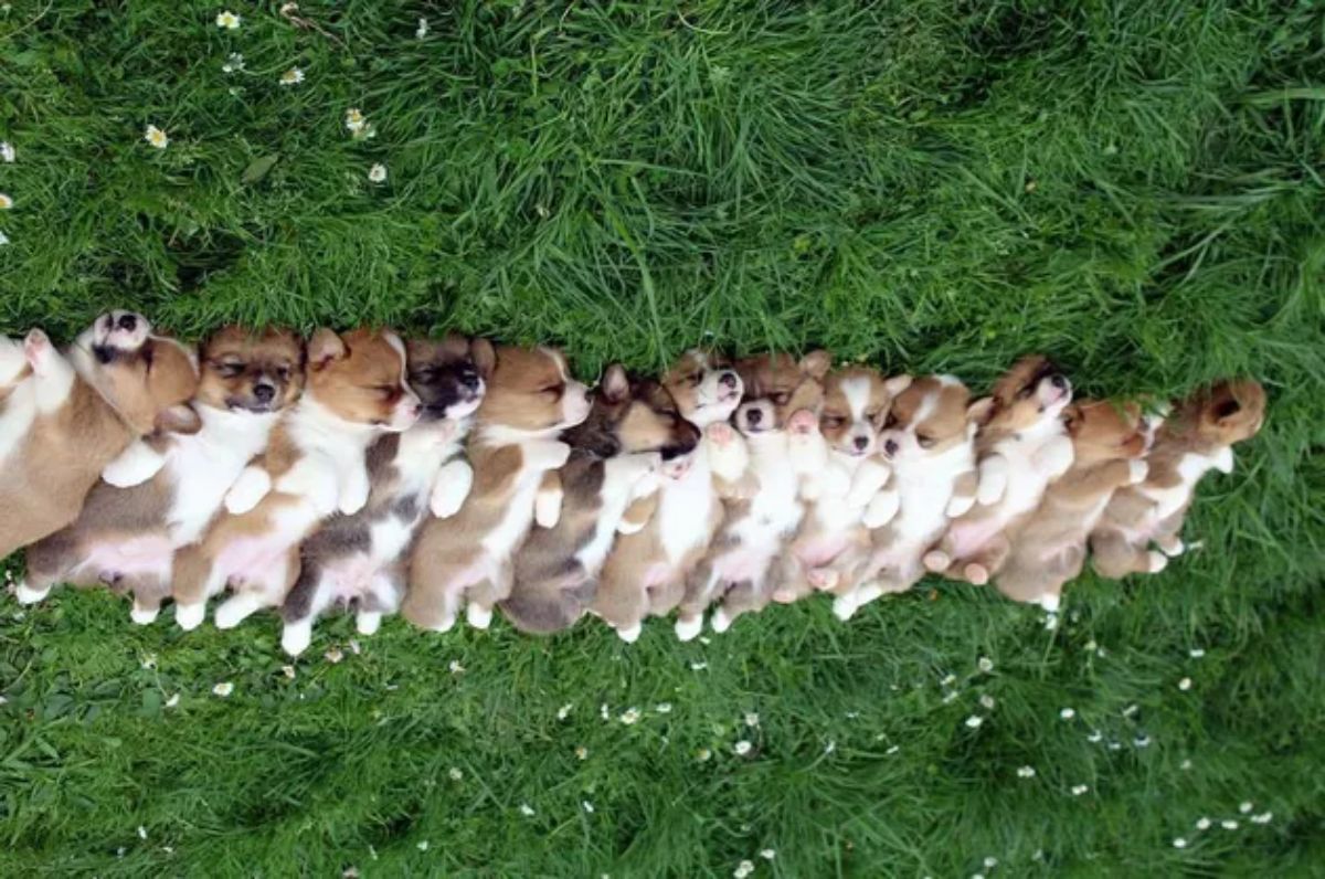 brown and white puppies laid belly up in a row on grass