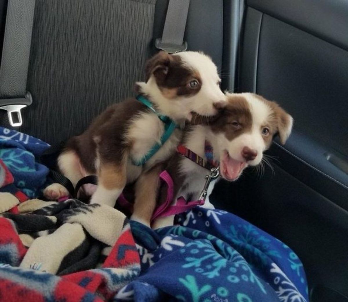 brown and white puppy biting the ear of a brown and white puppy inside a vehicle