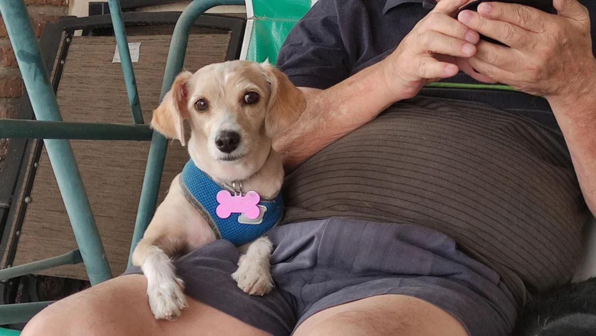 brown and white puppy in a green harness laying on a green chair next to a man with the puppy's front legs resting on the man's lap