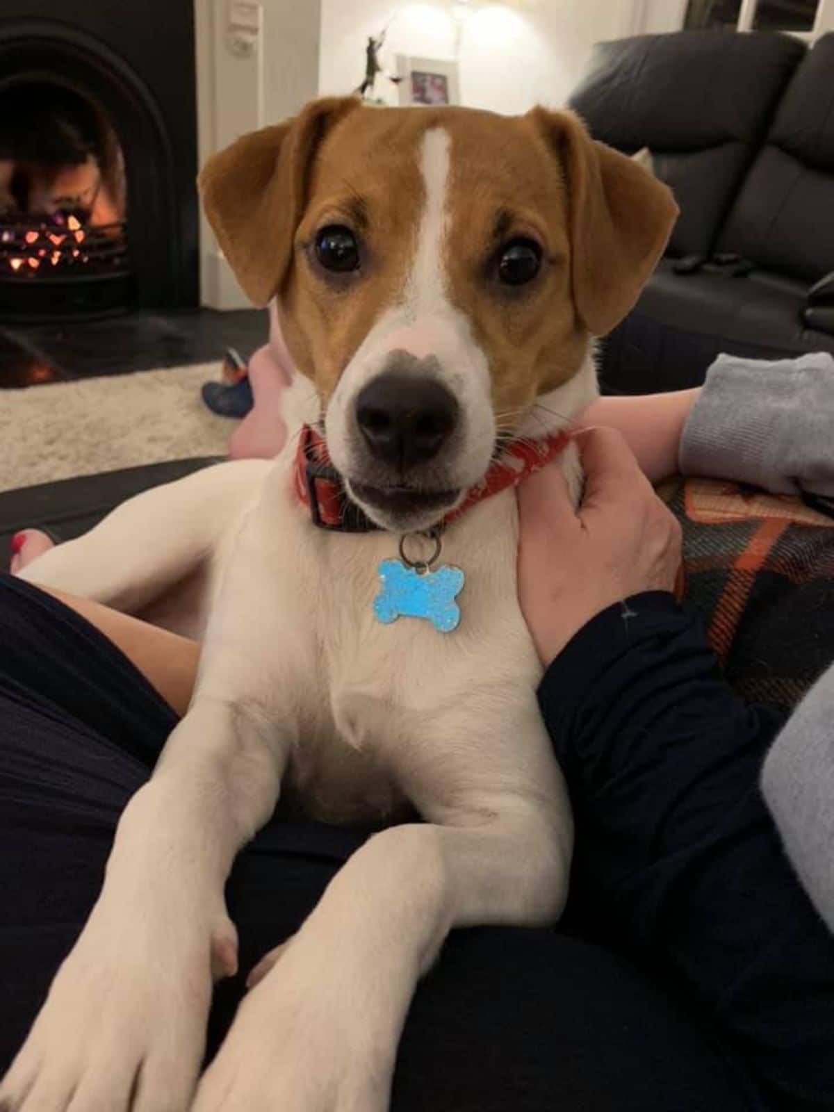 brown and white puppy in a red collar laying on someone's lap