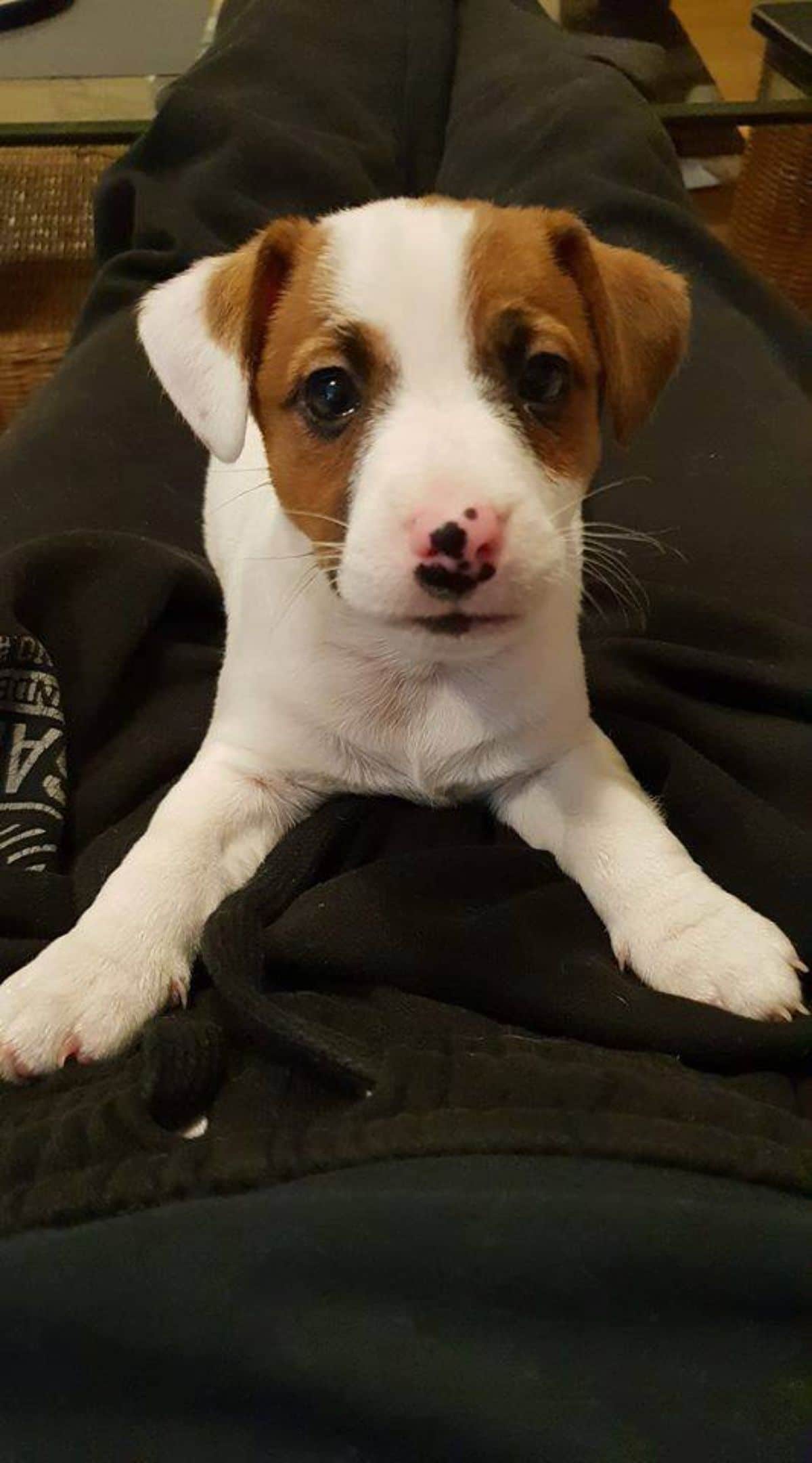 brown and white puppy laying down