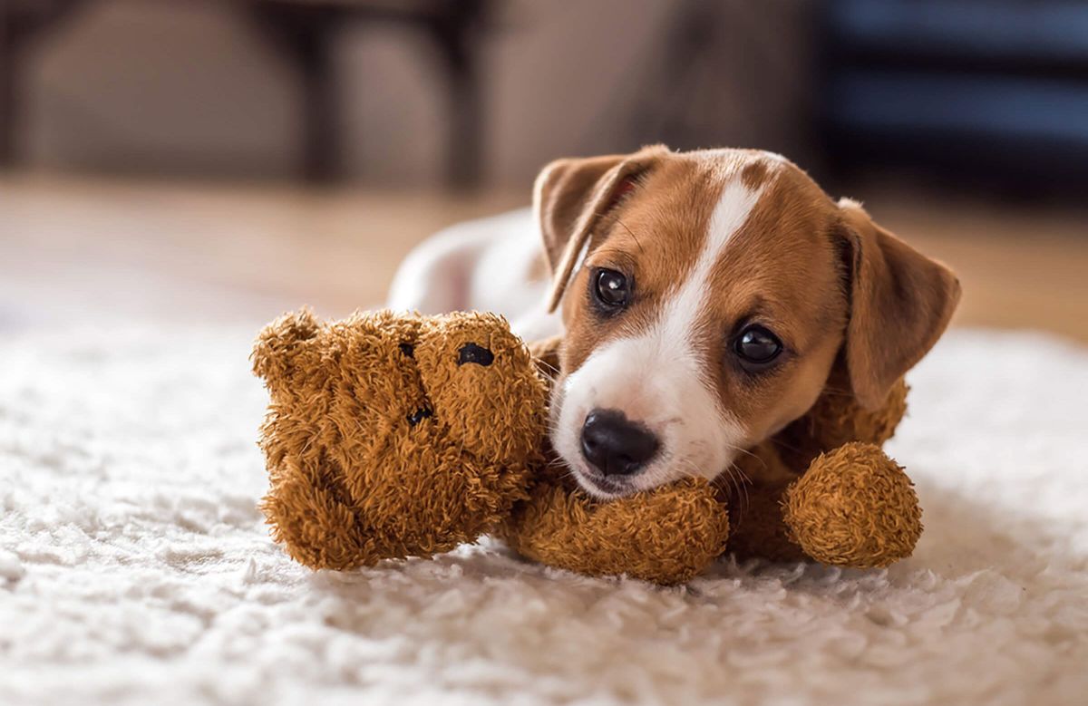 brown and white puppy laying its chin on a brown teddy bear