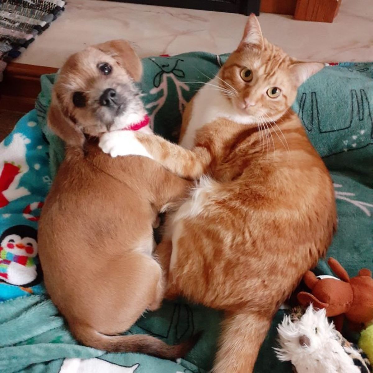 brown and white puppy laying on a christmas themed blanket next to an orange and white cat who has a paw on the puppy's shoulder