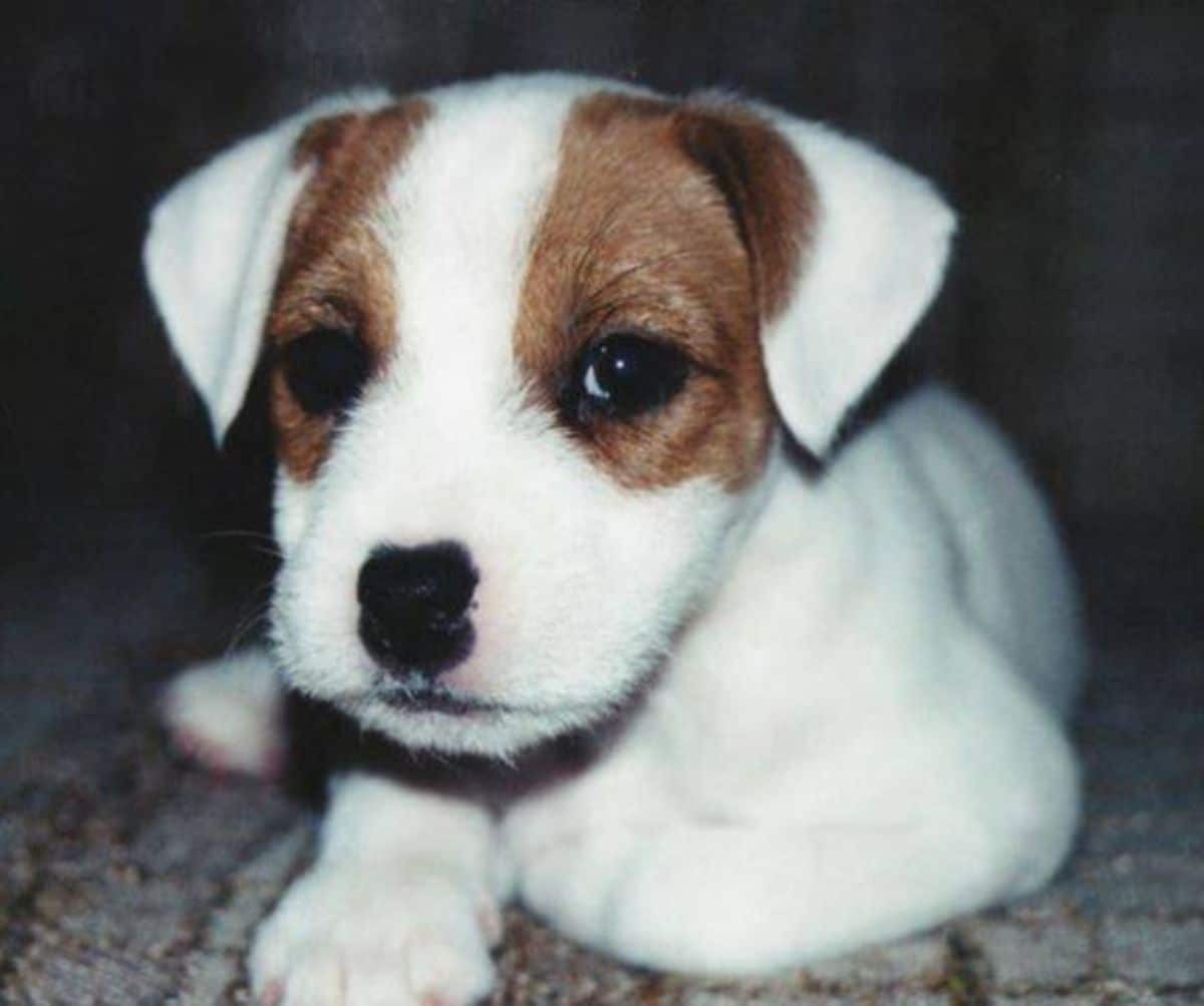 brown and white puppy laying on a rug