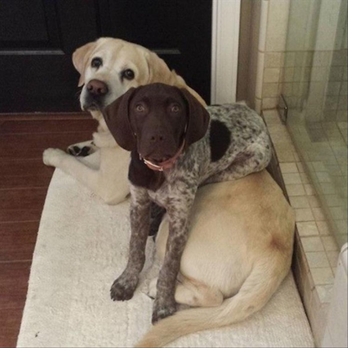 brown and white puppy laying on a yellow labrador retriever