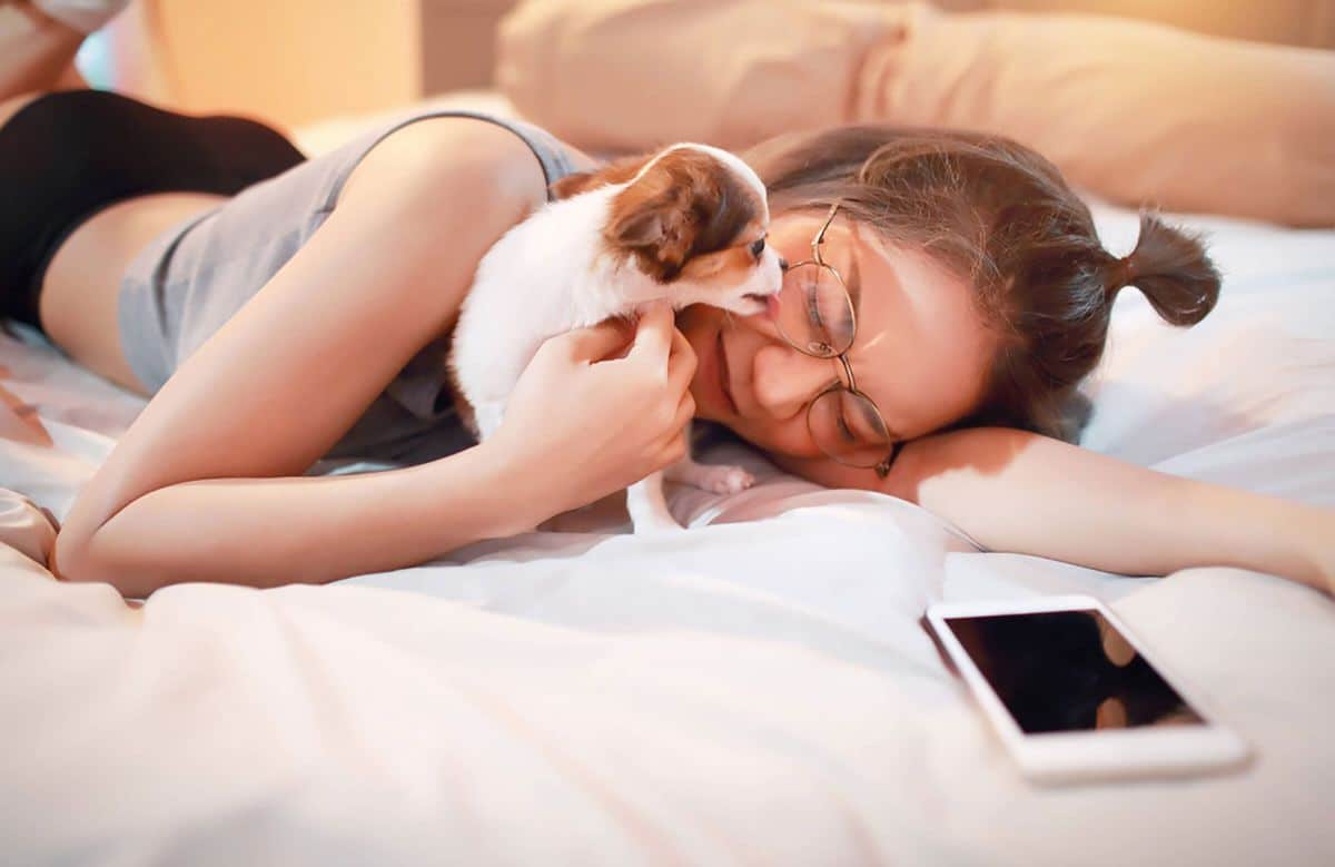 brown and white puppy licking the glasses of a woman laying on a bed