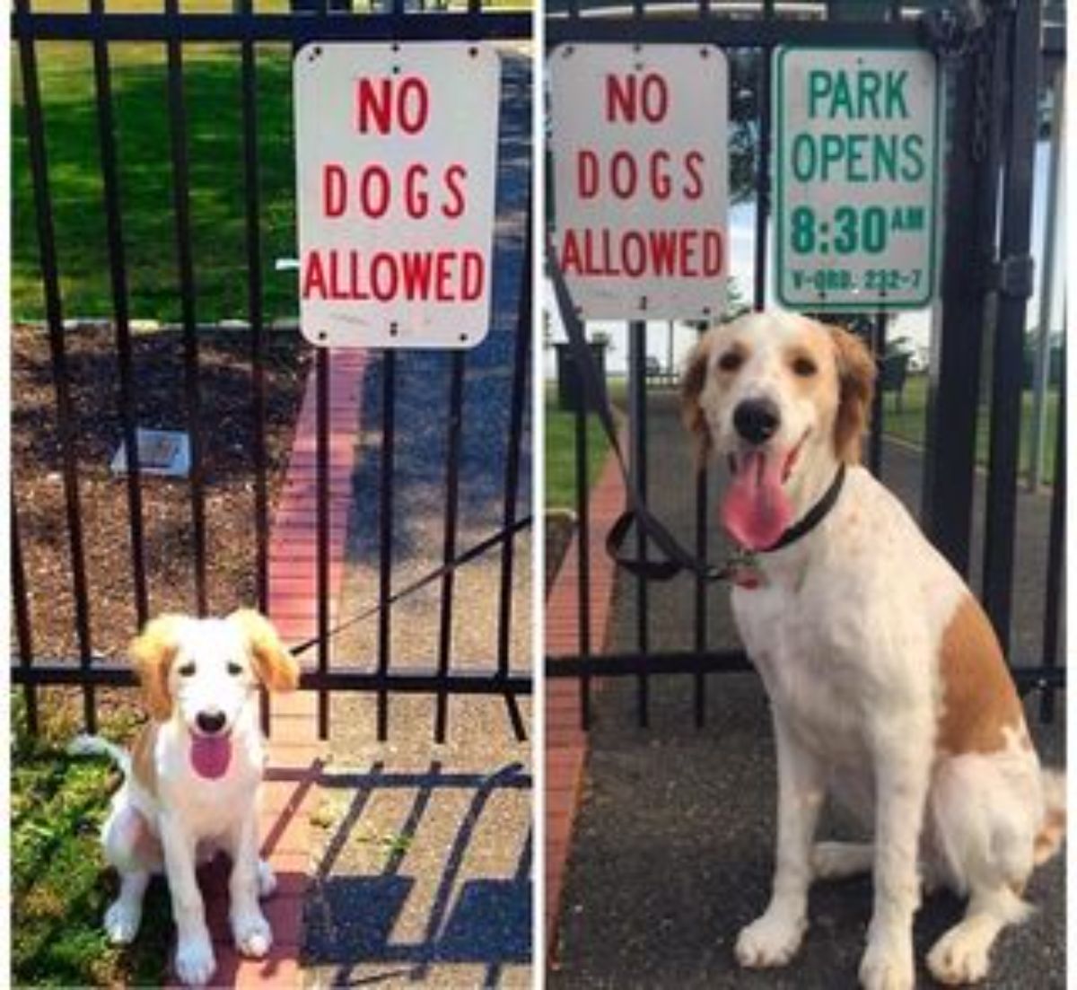 brown and white puppy sitting by a gate with a NO DOGS ALLOWED sign with the same dog grown up by the same gate with the same sign