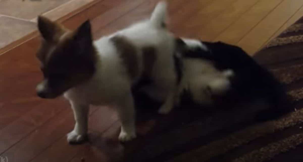 brown and white puppy sitting on a black and white cat on the floor
