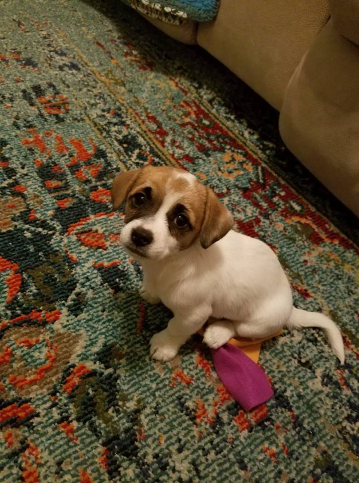brown and white puppy sitting on a multi-coloured carpet
