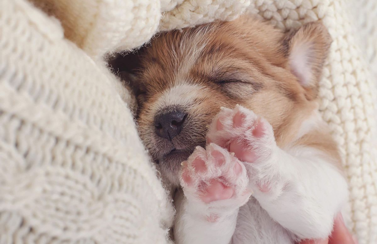 brown and white puppy sleeping belly up with the toe beans of the front paws showing