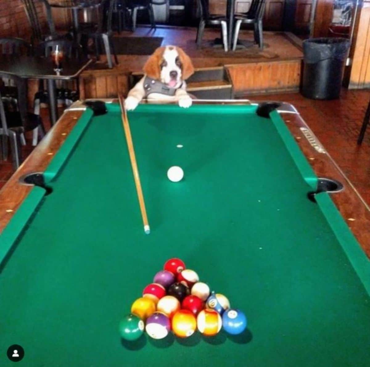 brown and white puppy standing on hind legs at a reen pool table next to a pool cue