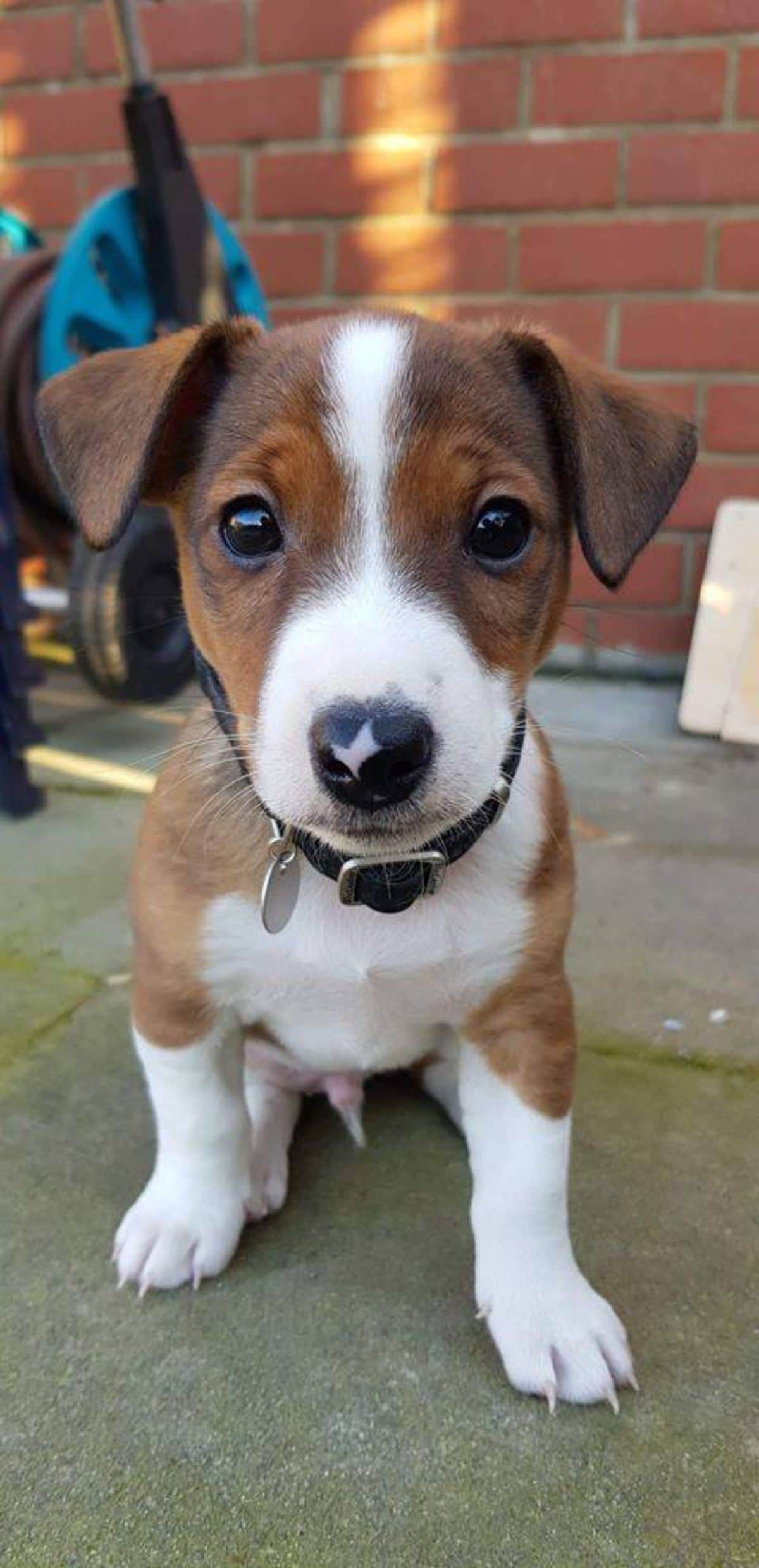 brown and white puppy wearing a black and silver collar sitting on the ground