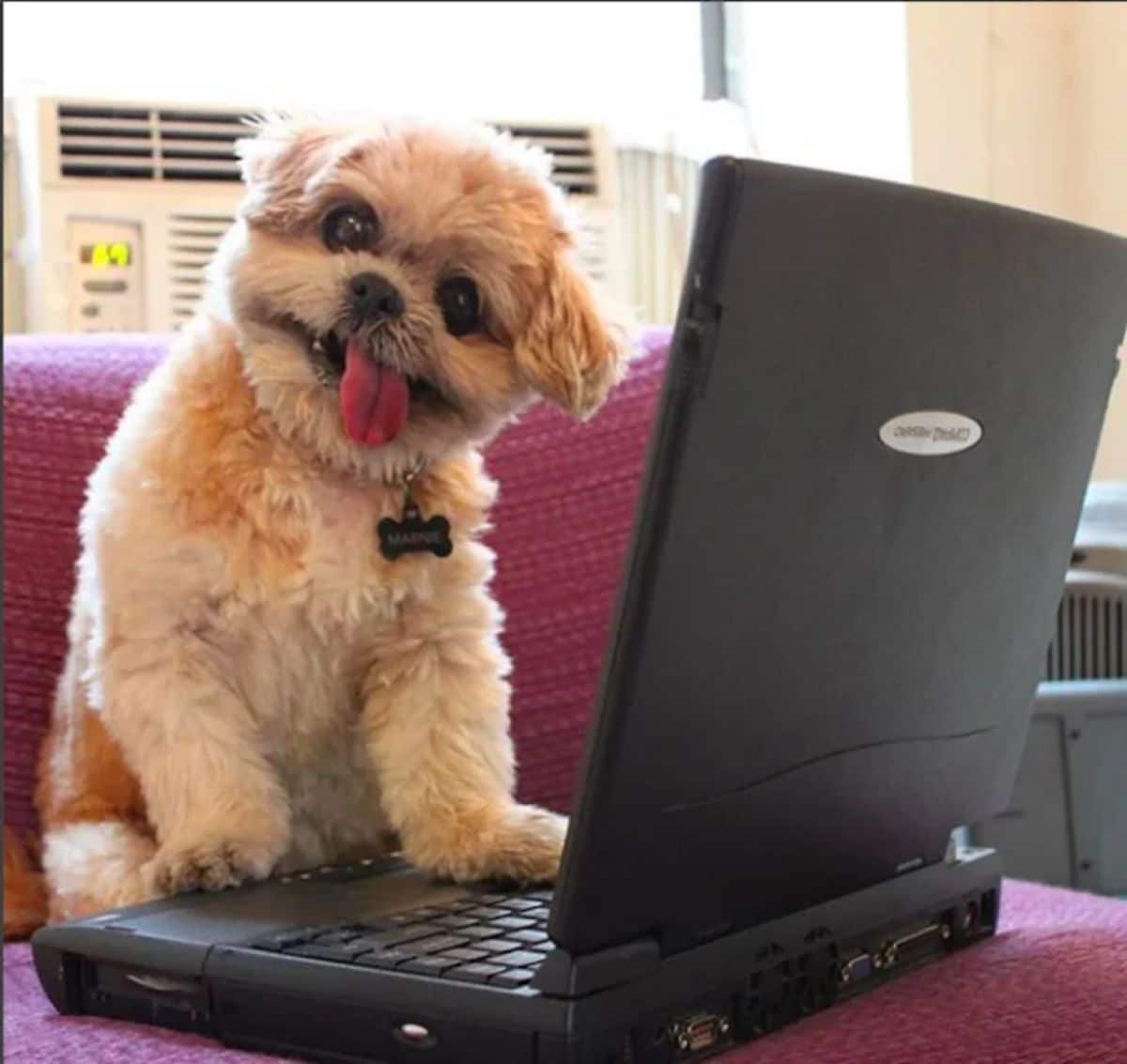 brown and white shi tzu with the tongue out standing over a black laptop