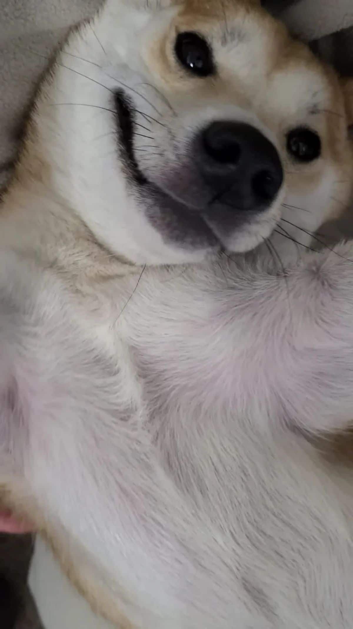 brown and white shiba inu laying belly up and smiling at the camera