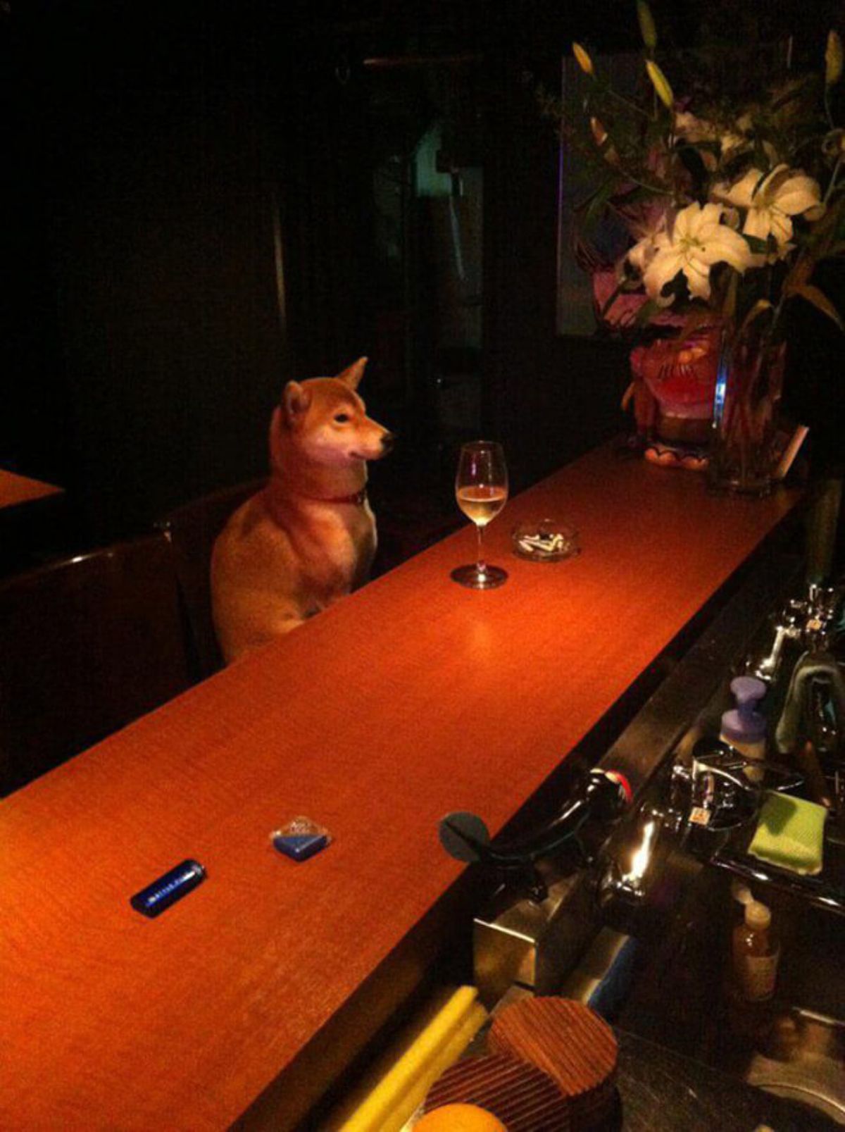 brown and white shiba inu sitting at a bar with a glass of alcohol in front of it