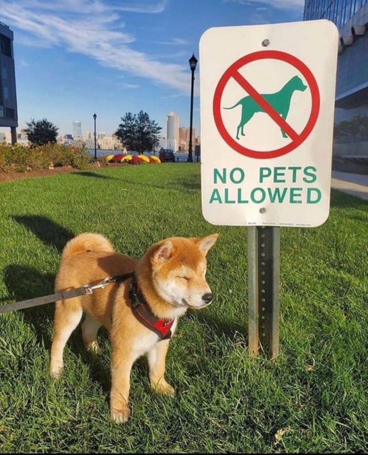 brown and white shiba inu standing on grass by a NO PETS ALLOWED sign