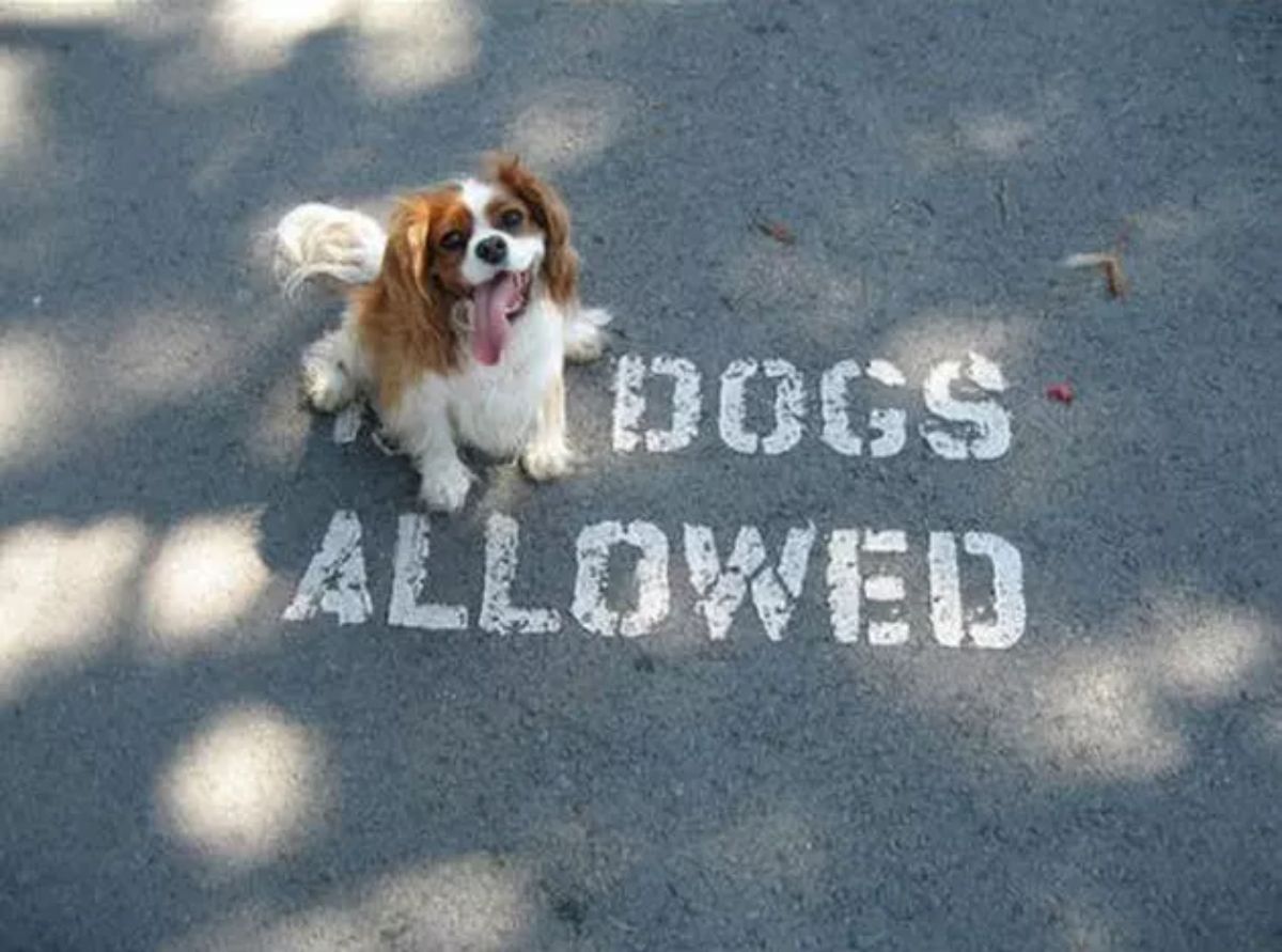 brown and white spaniel sitting on the NO of a NO DOGS ALLOWED sign painted on the road