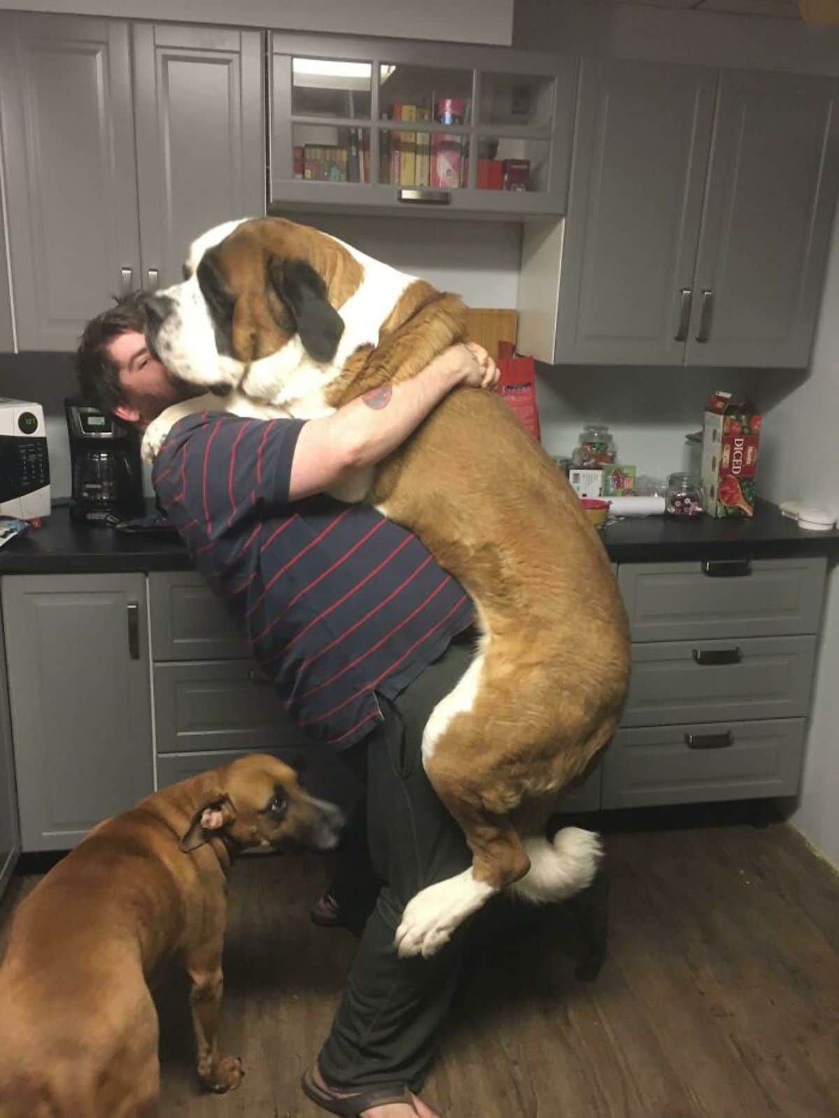brown and white st bernard being held by a man with a brown dog standing on the floor behind him
