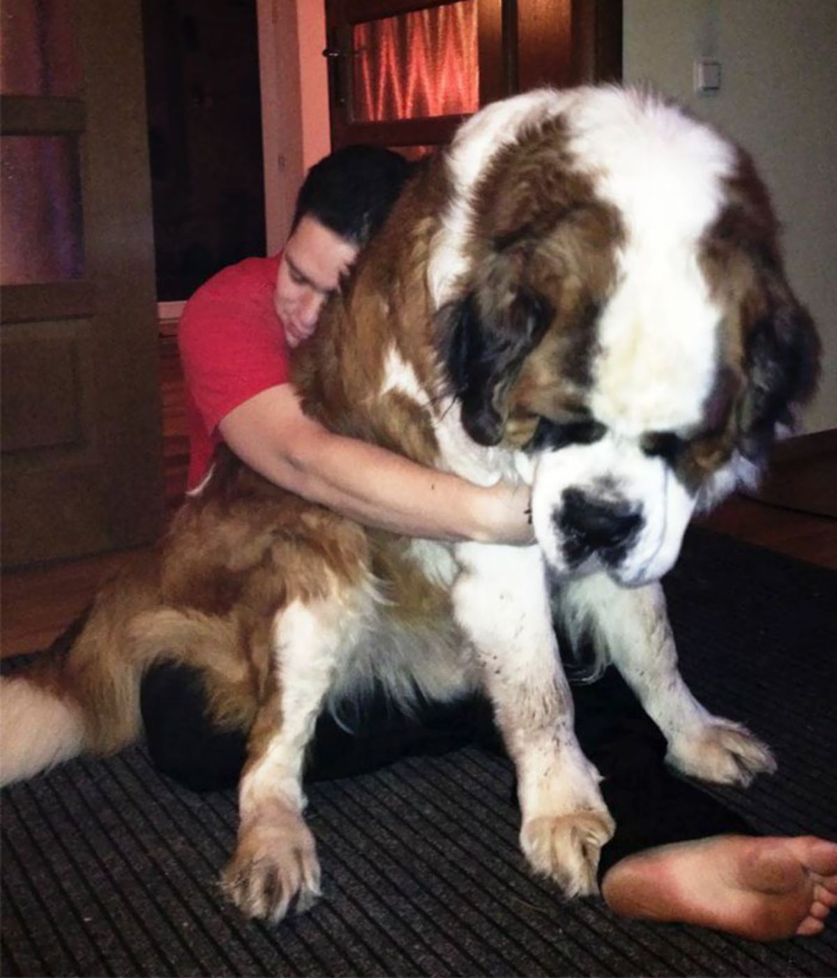 brown and white st bernard being hugged by a man