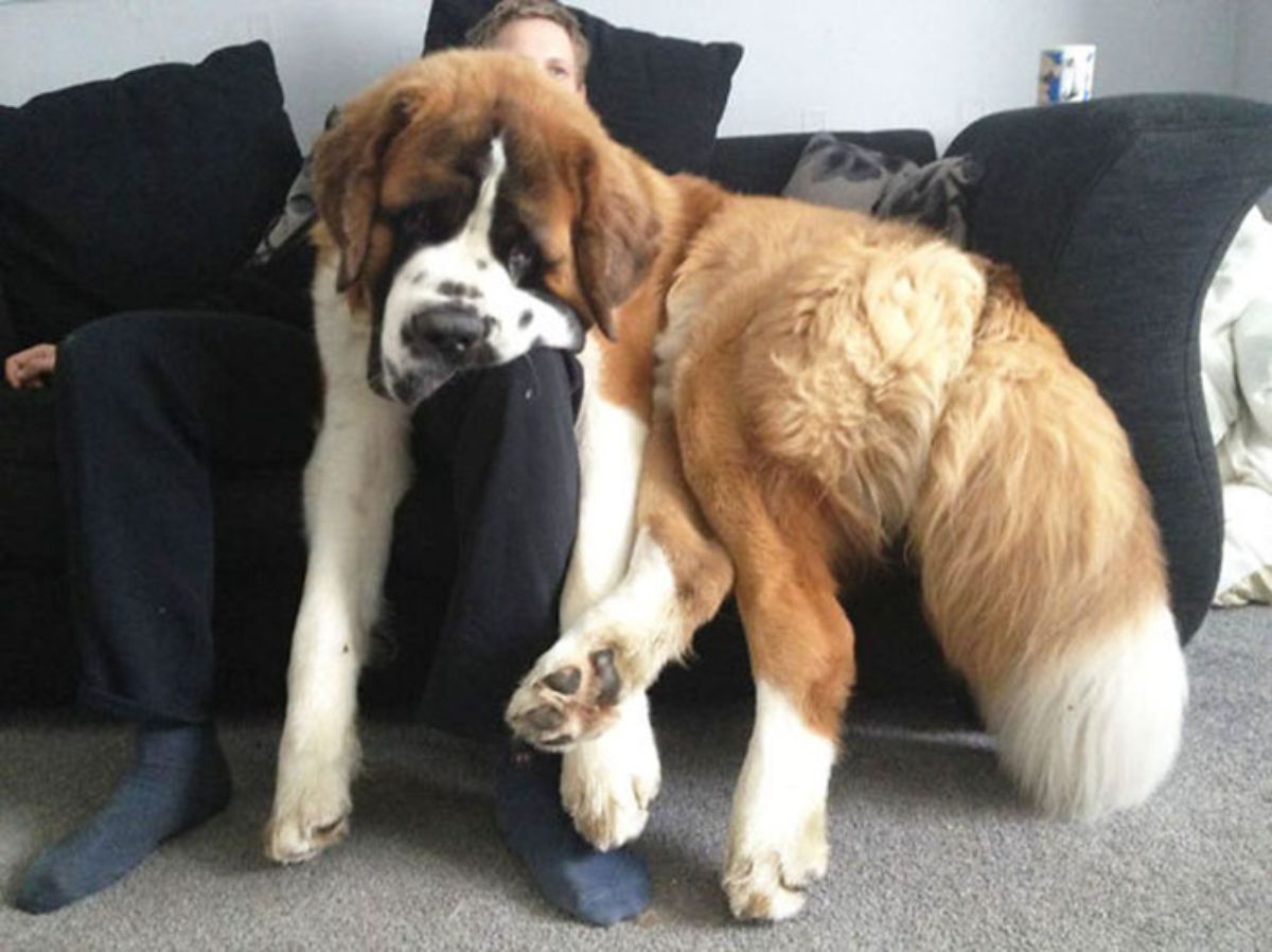 brown and white st bernard laying on a black sofa and resting the chin on a man's lap