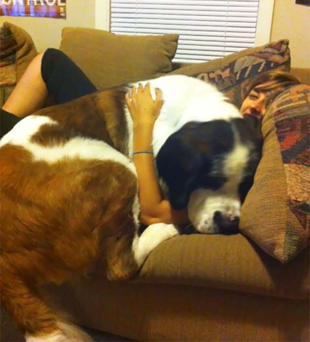 brown and white st bernard laying on a woman