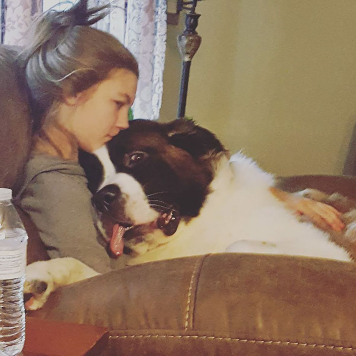 brown and white st bernard laying on a woman's lap and being hugged