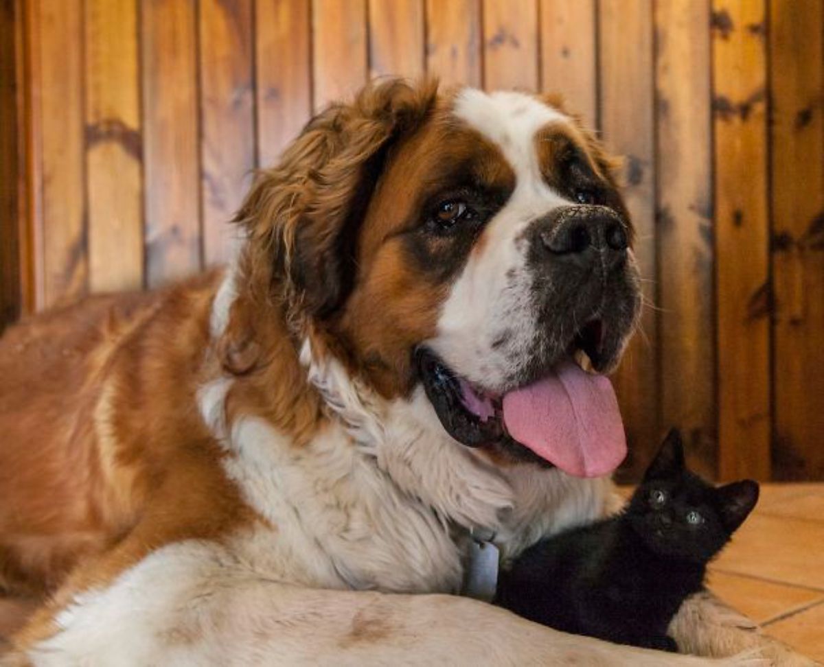 brown and white st bernard laying on the floor with a black kitten sitting between the dog's front legs stretched out