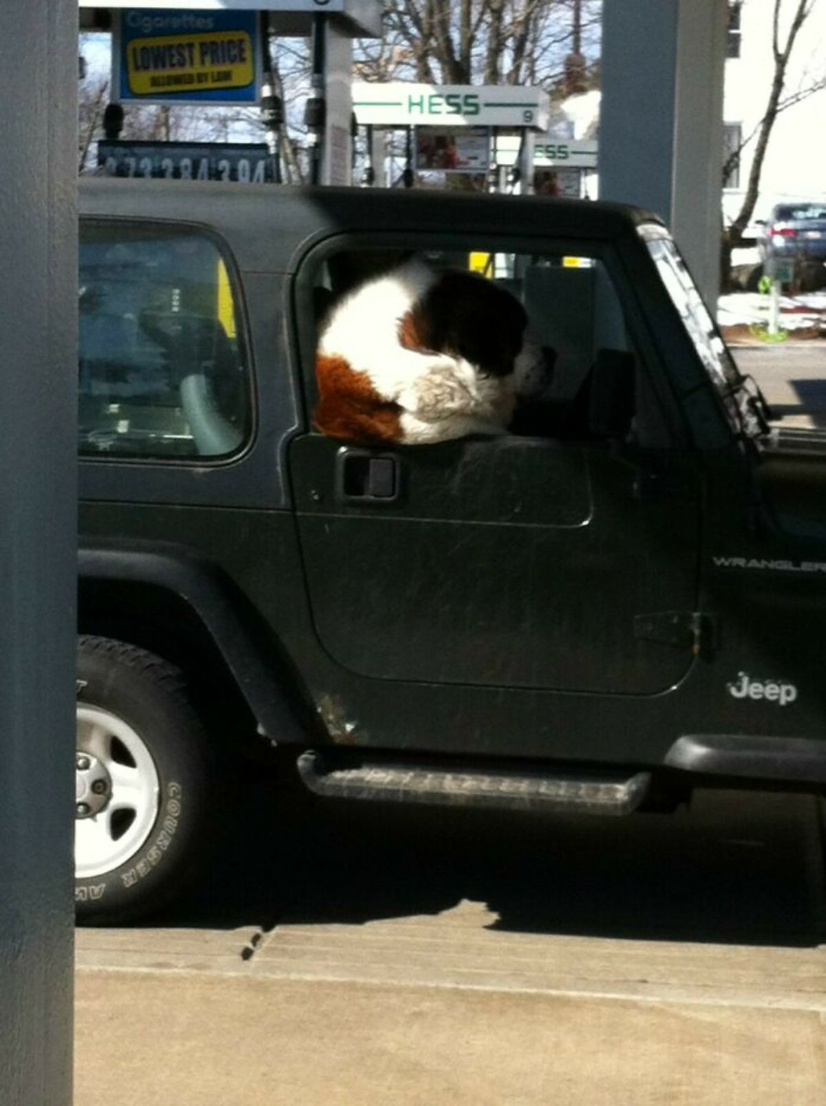 brown and white st bernard sitting in the front seat of a black suv