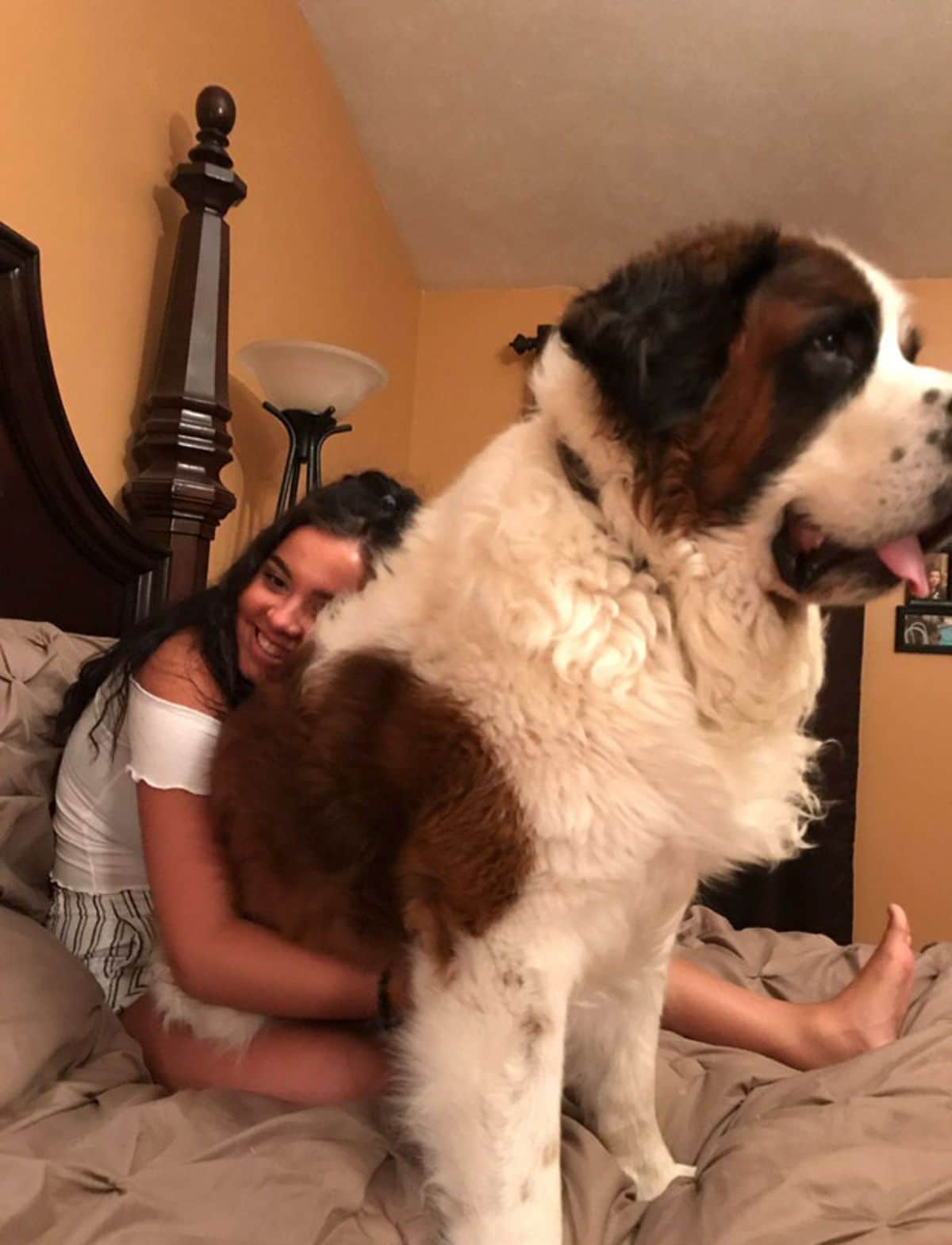 brown and white st bernard sitting on a girl's lap on a bed and the girl is hugging the dog