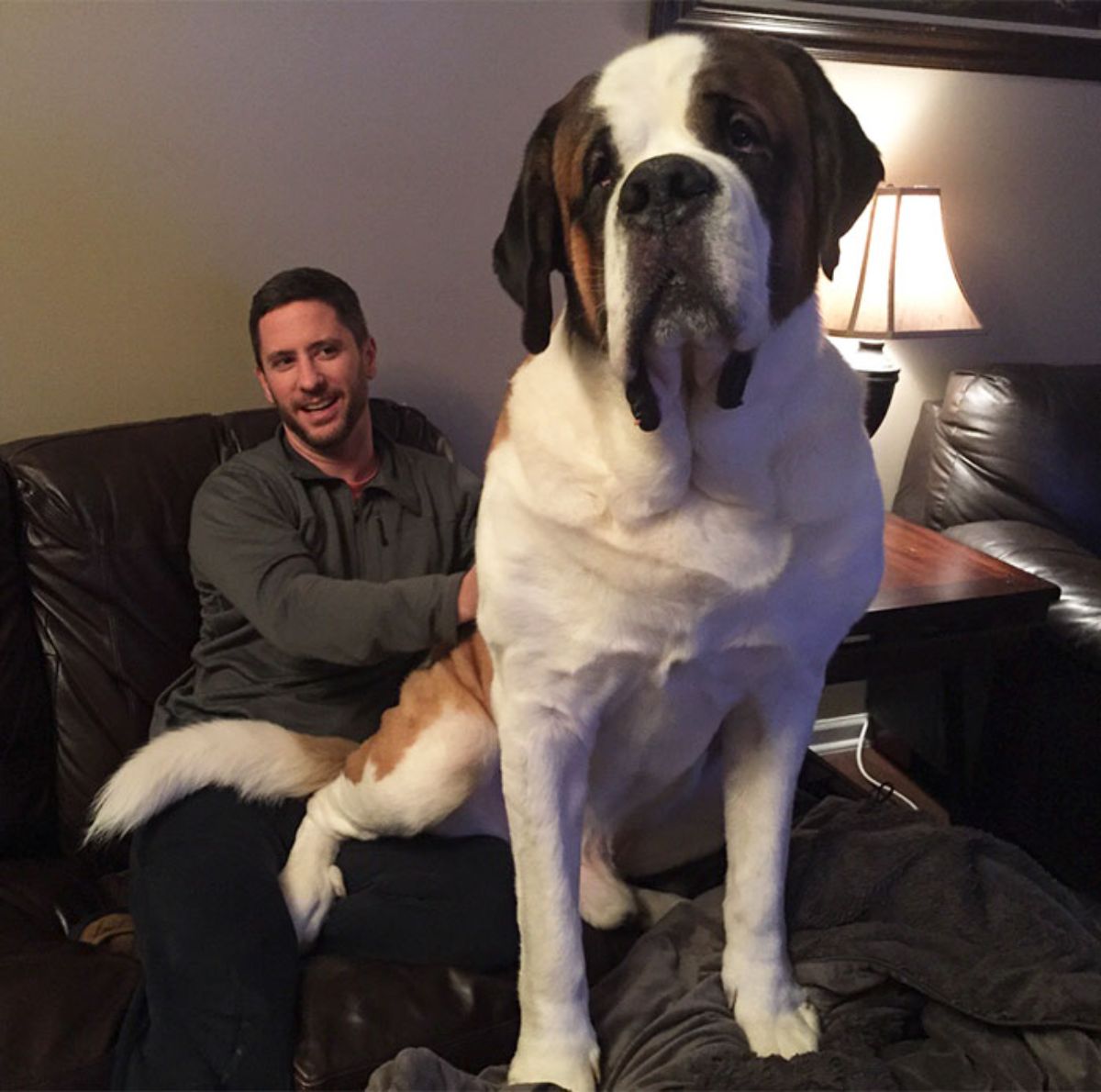 brown and white st bernard sitting on a man's lap on a black sofa