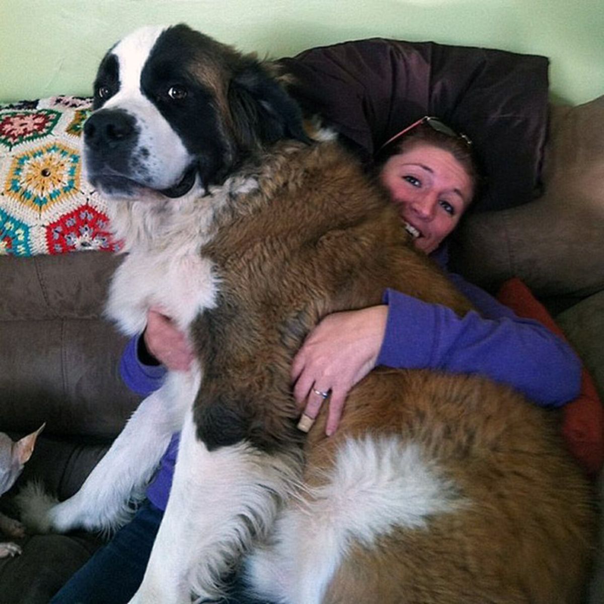 brown and white st bernard sitting on a woman's lap