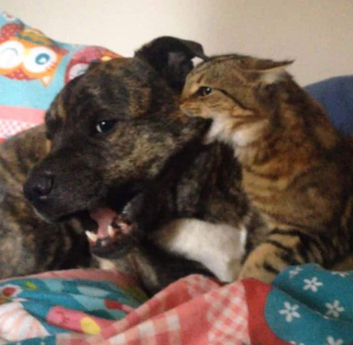 brown and white tabby cat biting the side of the face of a brown and black brindle dog laying down with the mouth open