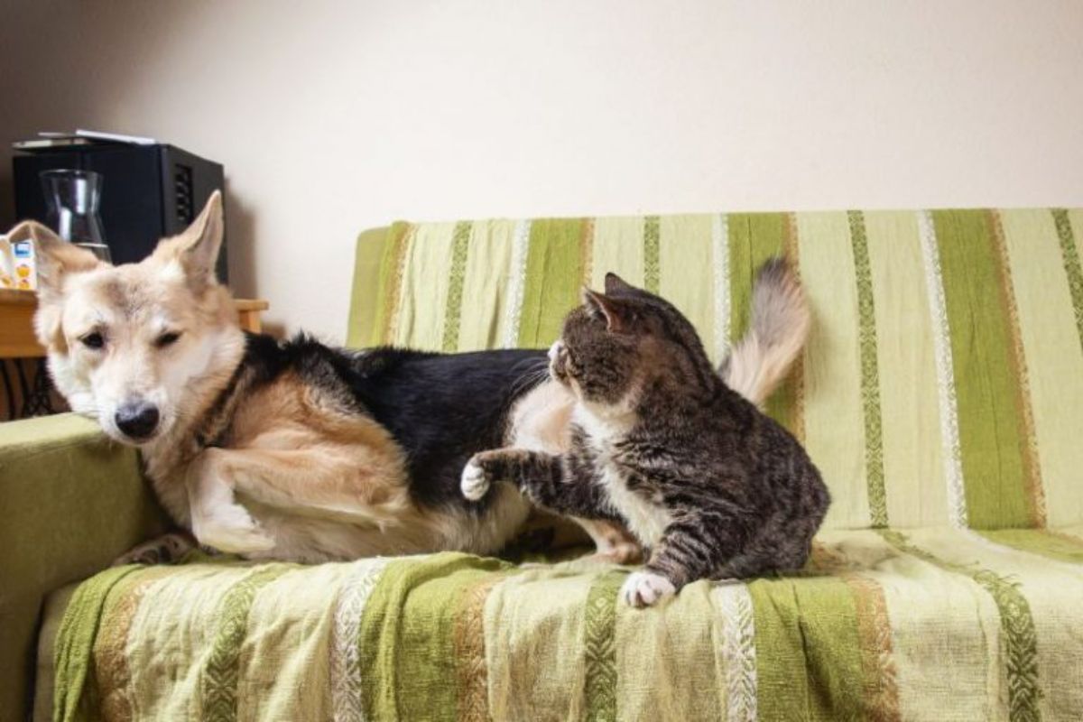brown and white tabby cat trying to swat at a black brown and white dog with both laying on a green blanket on a green sofa