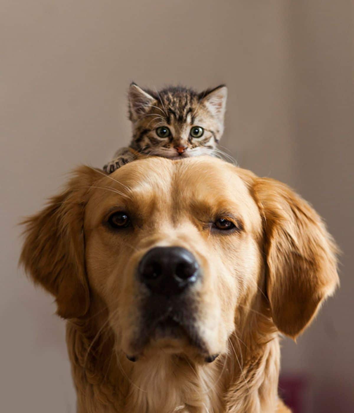 brown and white tabby kitten laying on the head of a golden retriever