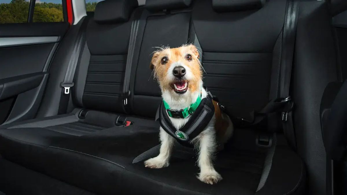 brown and white terrier harnessed up in a backseat of a vehicle