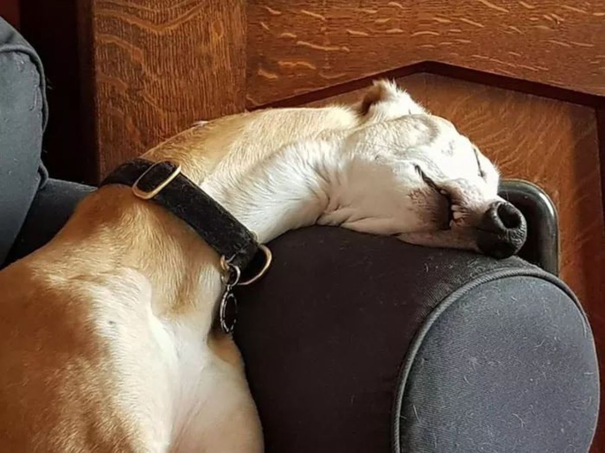 brown and white whippet sleeping with the head over a black armrest