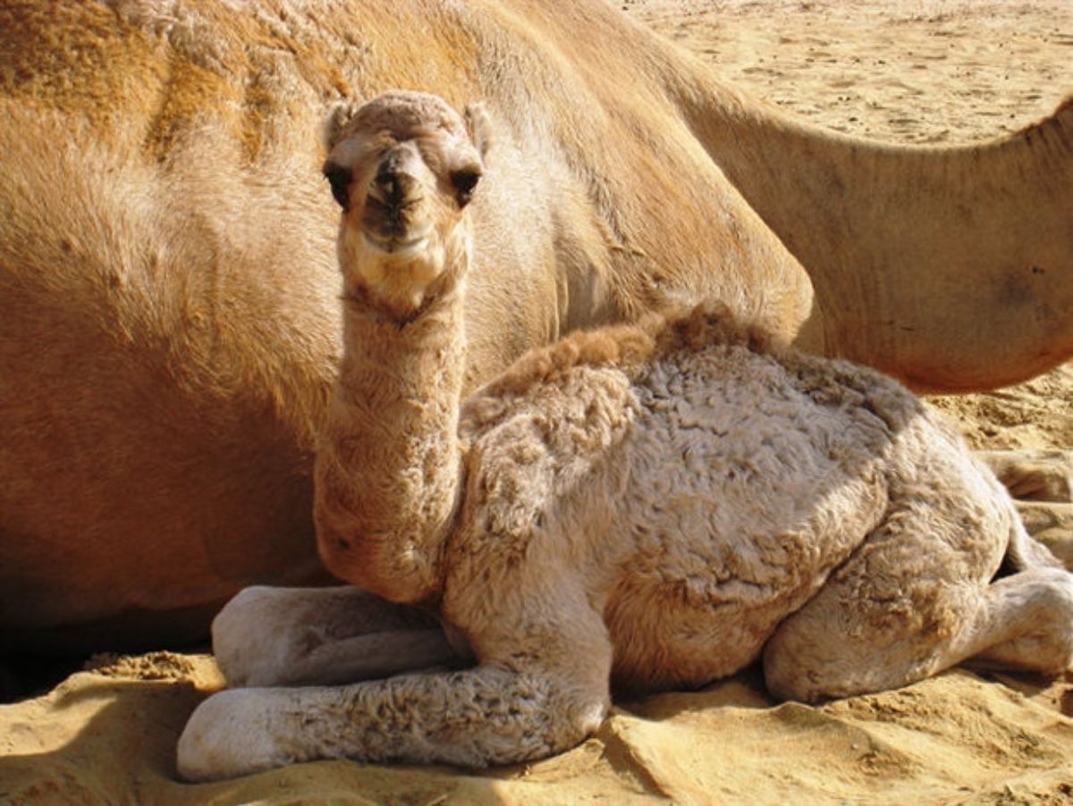 brown baby camel laying on the sand next to an adult camel