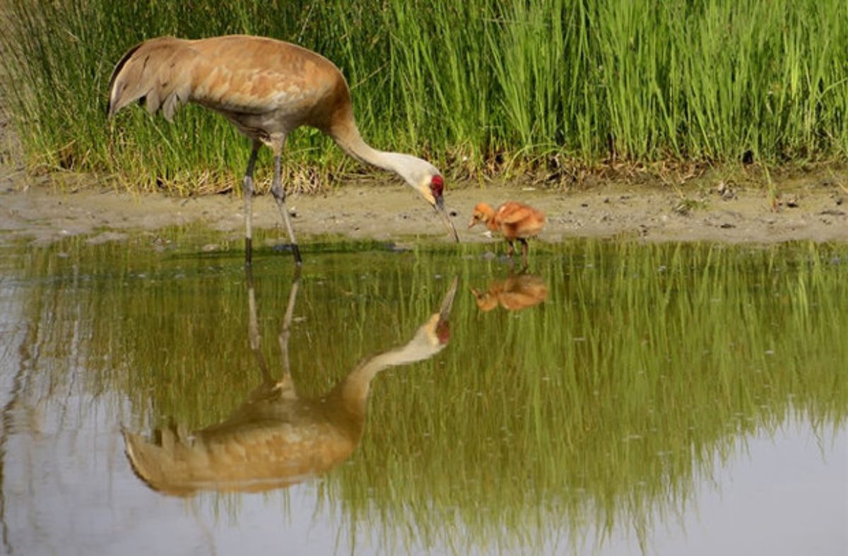 brown baby crane next to its brown and white mother by a lake