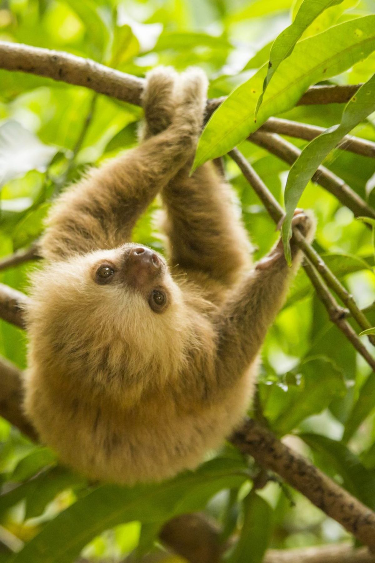 brown baby sloth hanging off of a branch