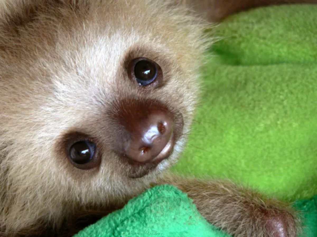 brown baby sloth on a green blanket