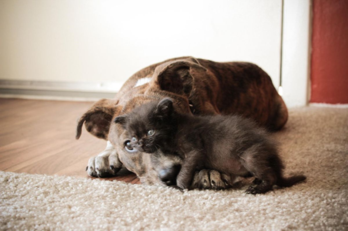 brown black and white brindle dog laying on the floor with a black kitten laying across the front paw and nose