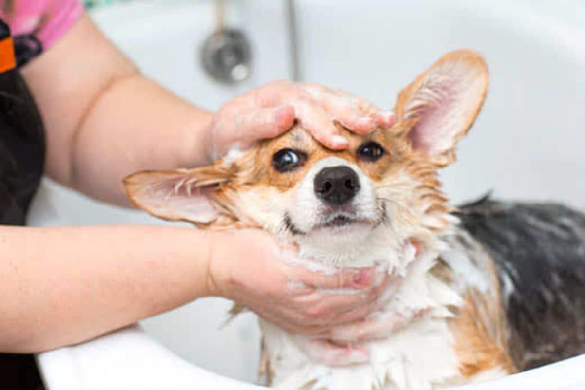 brown black and white corgi getting shampooed by someone in a white bathtub
