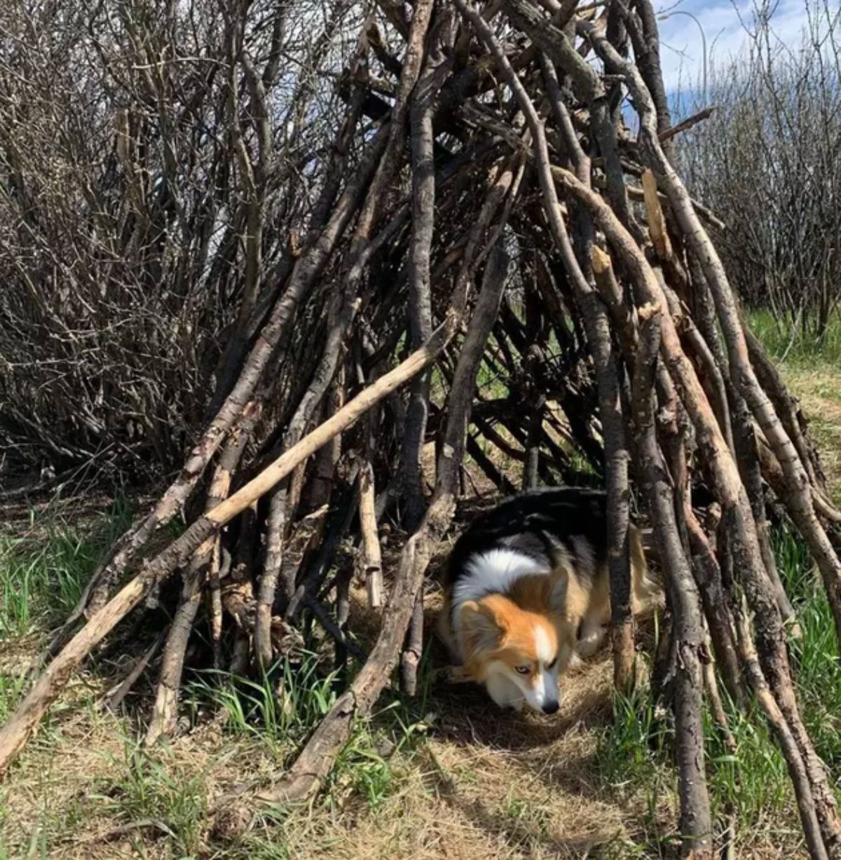 brown black and white corgi standing in the middle of a large set of firewood prepared for a bonfire