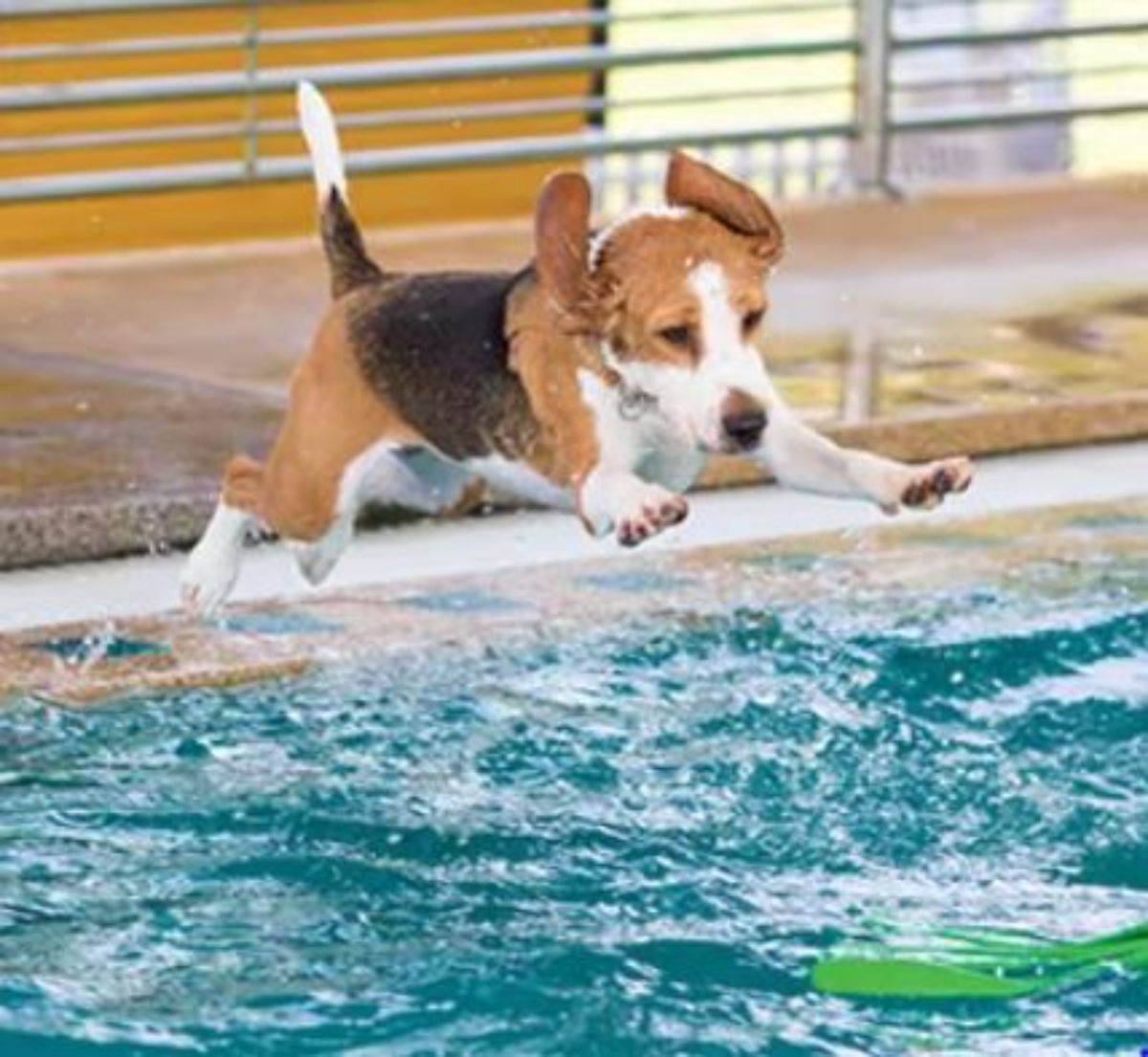 brown black and white dog leaping into a swimming pool
