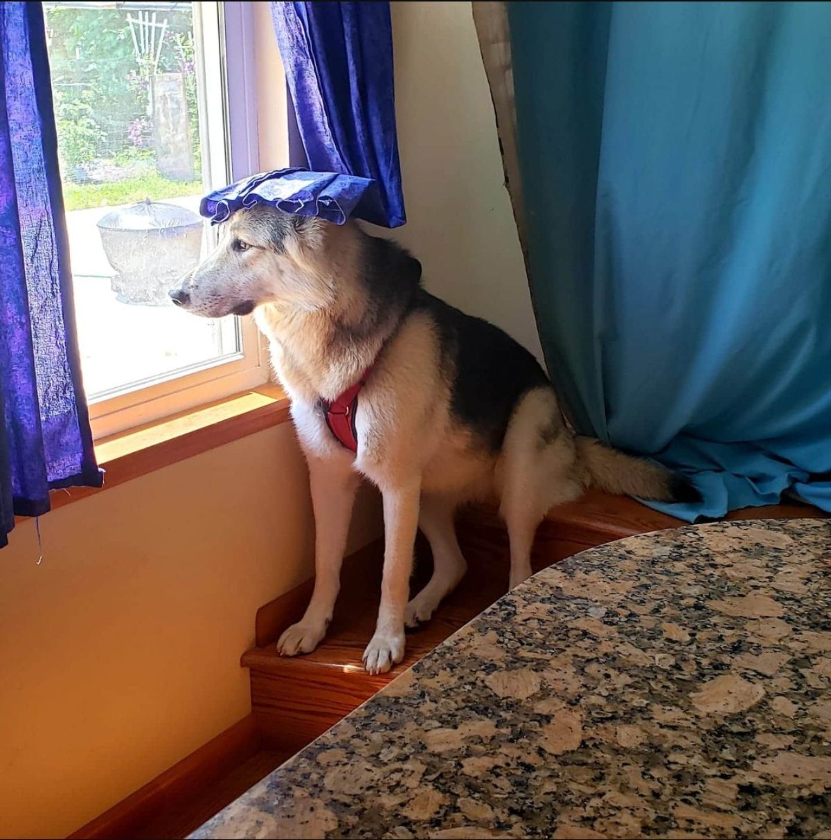 brown black and white dog sitting on a brown stair with the legs on the bottom stair and the bottom of a blue curtain on the head and looking out of a window