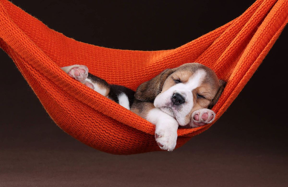 brown black and white puppy sleeping in a small orange hammock
