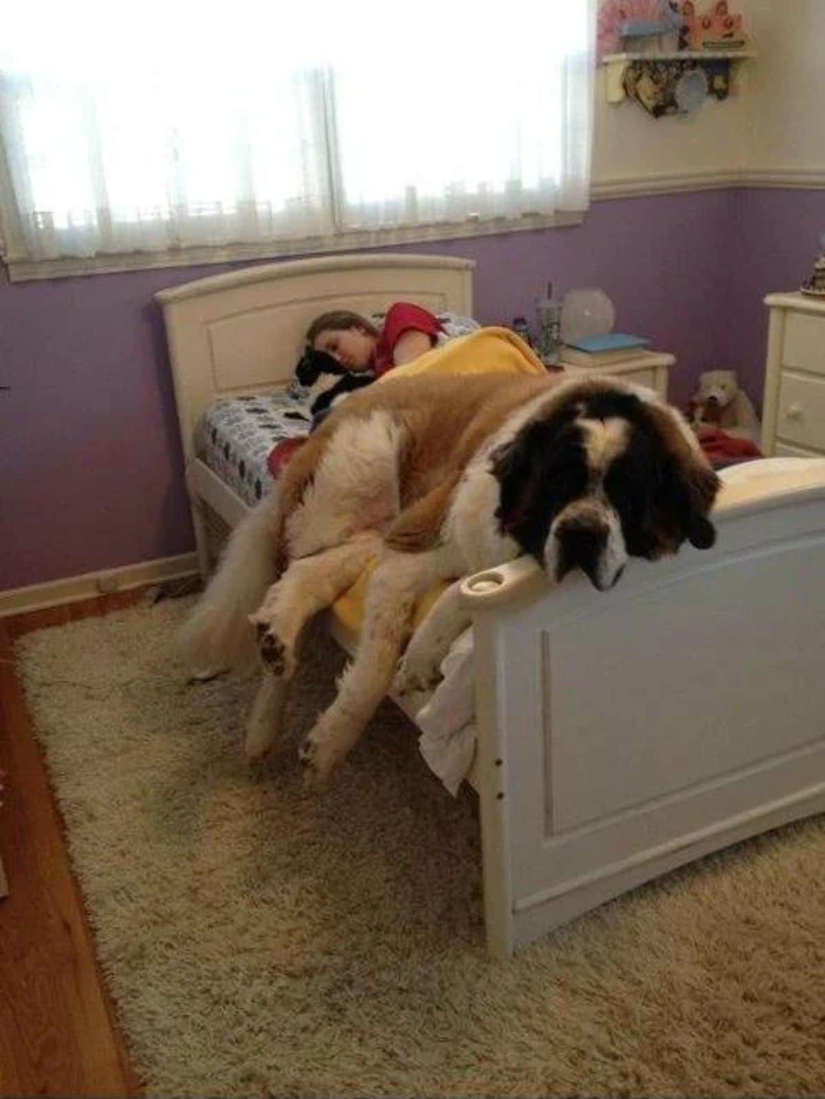 brown black and white st bernard laying on a bed with a girl sleeping cuddling a black and white cat