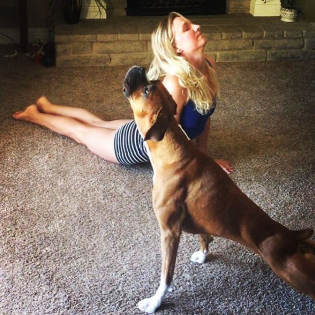 brown boxer doing upward dog yoga pose next to a woman